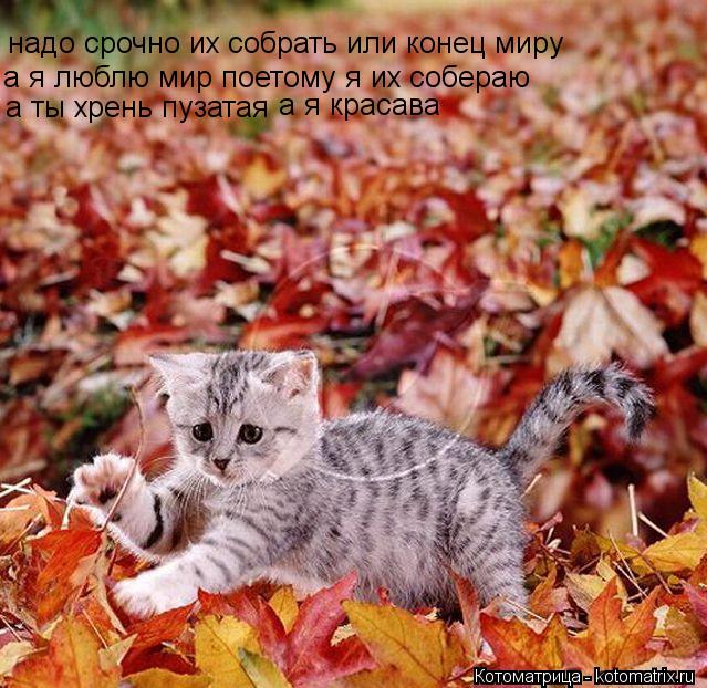 надо срочно их собрать или конец миру а я люблю мир поетому я их собераю а ты хрень пузатая а я краса... Котоматрица: надо срочно их собрать или конец миру а я люблю мир поетому я их собераю а ты хрень пузатая а я красава
