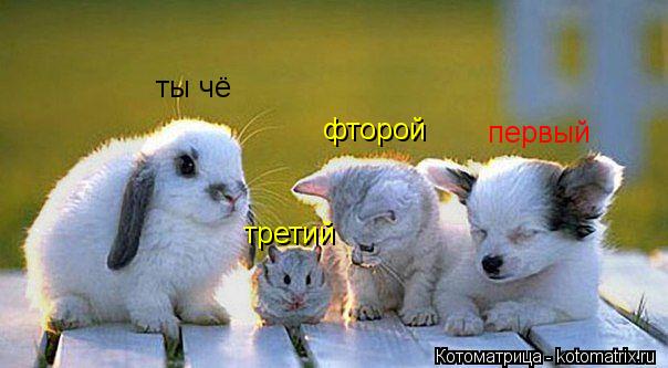 первый фторой третий ты чё... Котоматрица: первый фторой третий ты чё