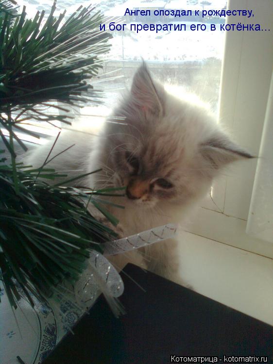 Ангел опоздал к рождеству, и бог превратил его в котёнка...... Котоматрица: Ангел опоздал к рождеству, и бог превратил его в котёнка...