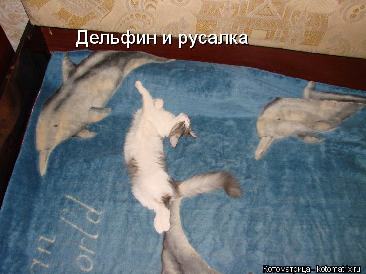 Дельфин и русалка... Котоматрица: Дельфин и русалка
