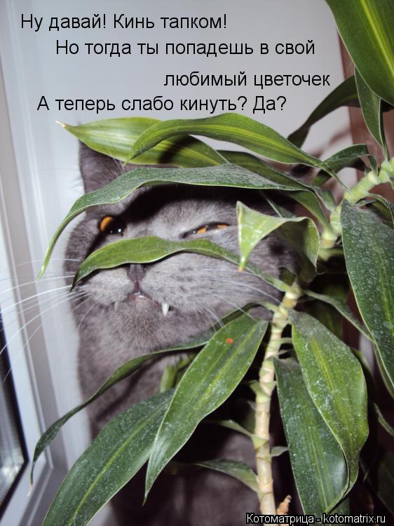 Котоматрица: Ну давай! Кинь тапком! Но тогда ты попадешь в свой любимый цветочек А теперь слабо кинуть? Да?