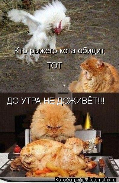 Котоматрица: Кто рыжего кота обидит, ТОТ ДО УТРА НЕ ДОЖИВЁТ!!!
