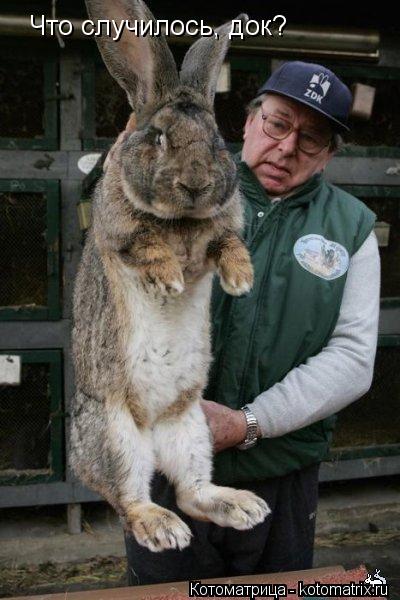 Котоматрица: Что случилось, док?
