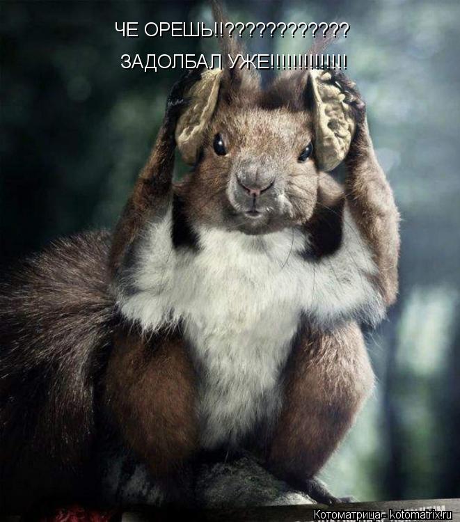ЧЕ ОРЕШЬ!!???????????? ЗАДОЛБАЛ УЖЕ!!!!!!!!!!!!!!... Котоматрица: ЧЕ ОРЕШЬ!!???????????? ЗАДОЛБАЛ УЖЕ!!!!!!!!!!!!!!