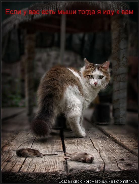 Если у вас есть мыши тогда я иду к вам... Котоматрица: Если у вас есть мыши тогда я иду к вам