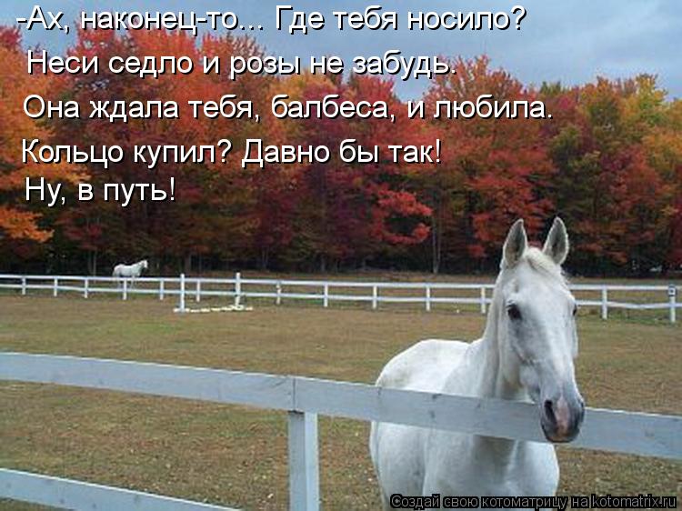 Котоматрица: Неси седло и розы не забудь. Она ждала тебя, балбеса, и любила. Ну, в путь! Кольцо купил? Давно бы так! -Ах, наконец-то... Где тебя носило?