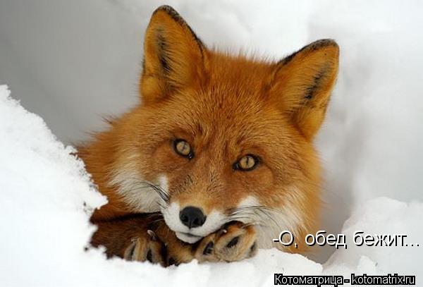 Котоматрица: -О, обед бежит...