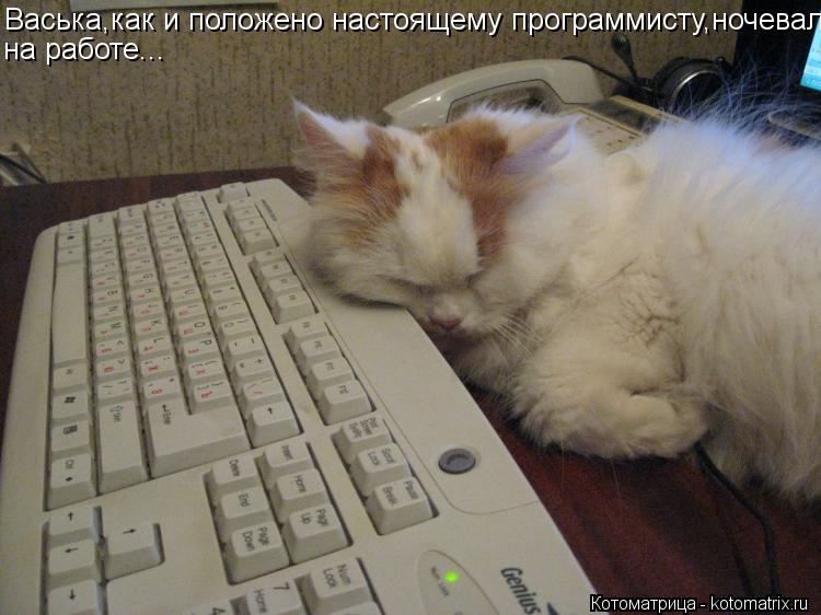Васька,как и положено настоящему программисту,ночевал на работе...... Котоматрица: Васька,как и положено настоящему программисту,ночевал на работе...