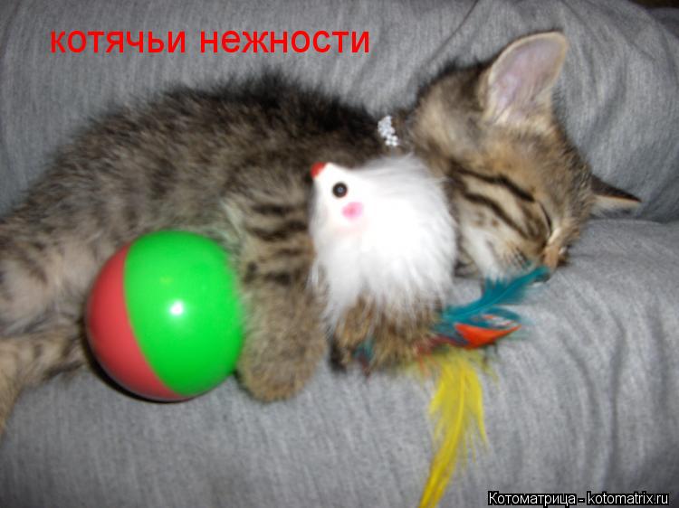 котячьи нежности... Котоматрица: котячьи нежности