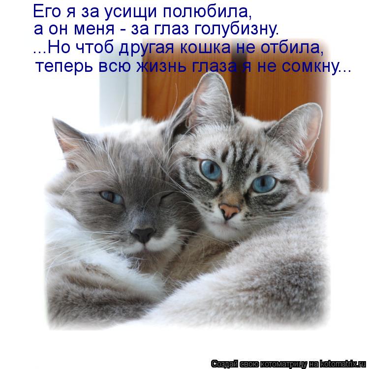 ...Но чтоб другая кошка не отбила, теперь всю жизнь глаза я не сомкну... а он меня - за глаз голубизн... Котоматрица: ...Но чтоб другая кошка не отбила, теперь всю жизнь глаза я не сомкну... а он меня - за глаз голубизну. Его я за усищи полюбила,