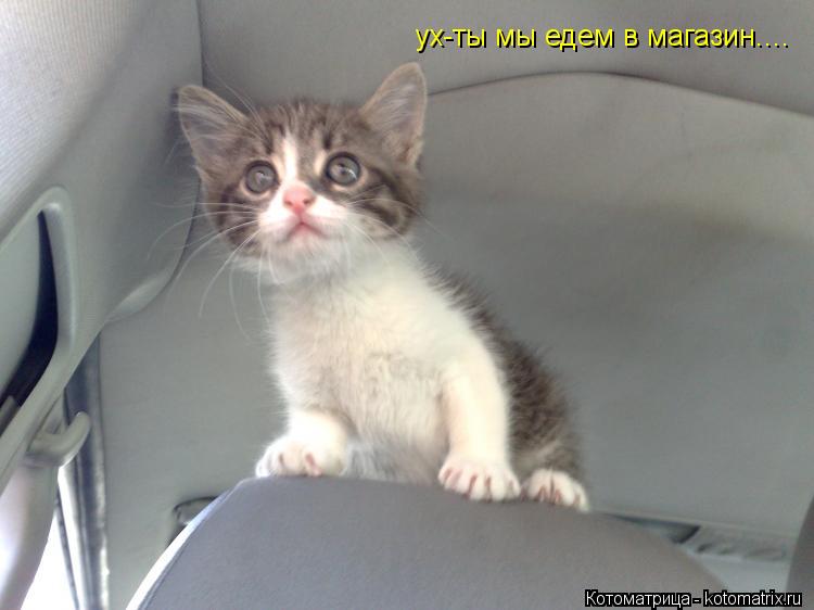 ух-ты мы едем в магазин....... Котоматрица: ух-ты мы едем в магазин....