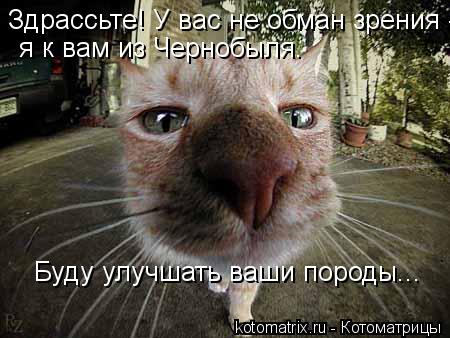 Котоматрица: Здрассьте! У вас не обман зрения -  я к вам из Чернобыля. Буду улучшать ваши породы...