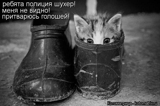 ребята полиция шухер! меня не видно! притварюсь голошей!... Котоматрица: ребята полиция шухер! меня не видно! притварюсь голошей!