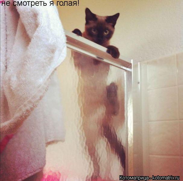 не смотреть я голая!... Котоматрица: не смотреть я голая!