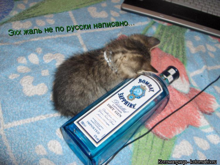 Эхх жаль не по русски написано...... Котоматрица: Эхх жаль не по русски написано...