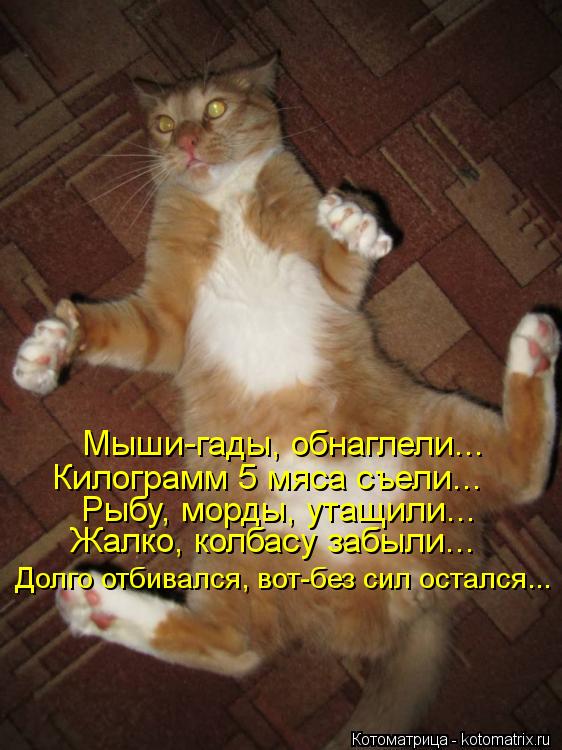 Котоматрица: Мыши-гады, обнаглели... Килограмм 5 мяса съели... Рыбу, морды, утащили... Жалко, колбасу забыли... Долго отбивался, вот-без сил остался...
