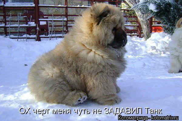 Котоматрица: ОХ черт меня чуть не ЗАДАВИЛ Танк