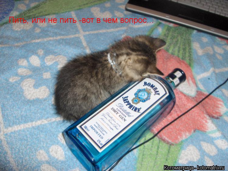 Пить, или не пить -вот в чем вопрос...... Котоматрица: Пить, или не пить -вот в чем вопрос...