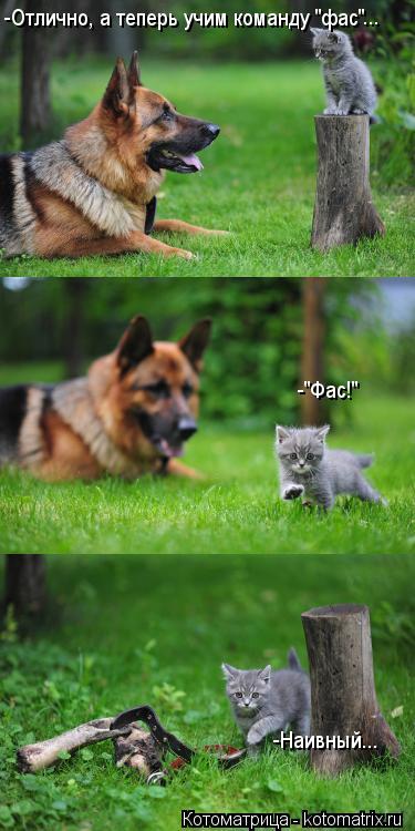 Котоматрица: -Отлично, а теперь учим команду "фас" -"Фас!" -Наивный... ...