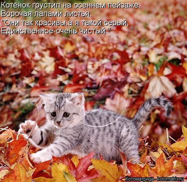 Котёнок грустил на осеннем пейзаже, Ворочая лапами листья. "Они так красивы,а я такой серый, Единстве... Котоматрица: Котёнок грустил на осеннем пейзаже, Ворочая лапами листья. "Они так красивы,а я такой серый, Единственное-очень чистый."