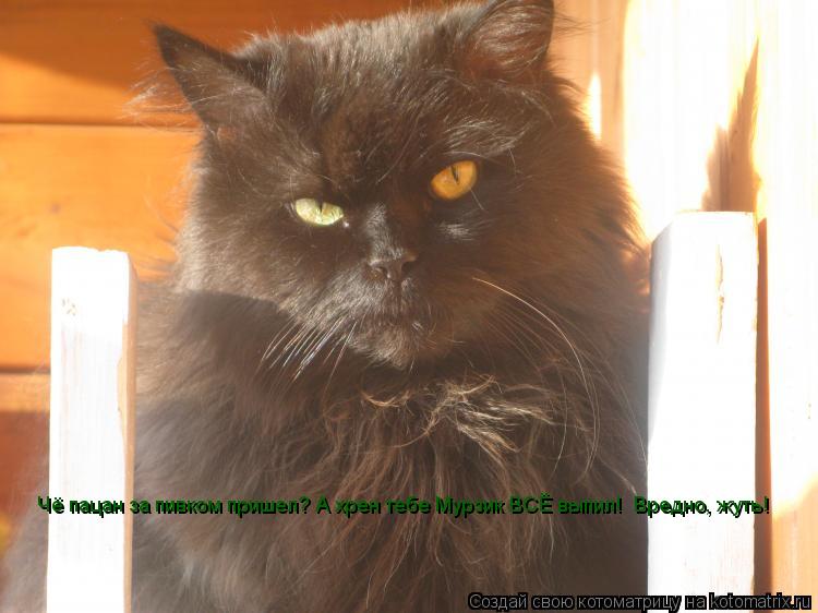 Чё пацан за пивком пришел? А хрен тебе Мурзик ВСЁ выпил! Вредно, жуть!... Котоматрица: Чё пацан за пивком пришел? А хрен тебе Мурзик ВСЁ выпил! Вредно, жуть!