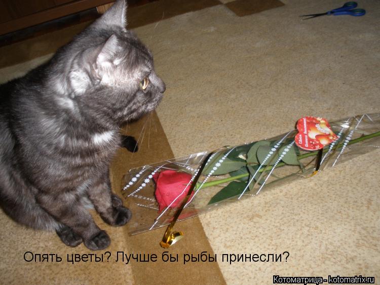 Опять цветы? Лучше бы рыбы принесли?... Котоматрица: Опять цветы? Лучше бы рыбы принесли?