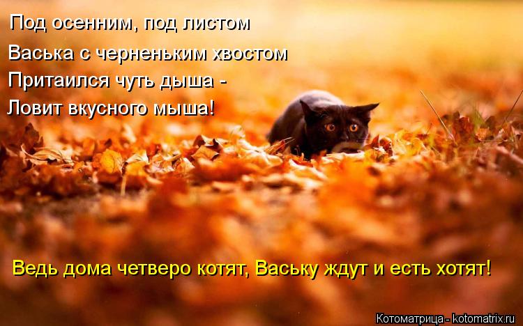 Котоматрица: Под осенним, под листом Васька с черненьким хвостом Притаился чуть дыша -  Ловит вкусного мыша! Ведь дома четверо котят, Ваську ждут и есть х