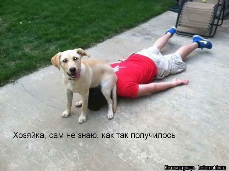 Котоматрица: Хозяйка, сам не знаю, как так получилось