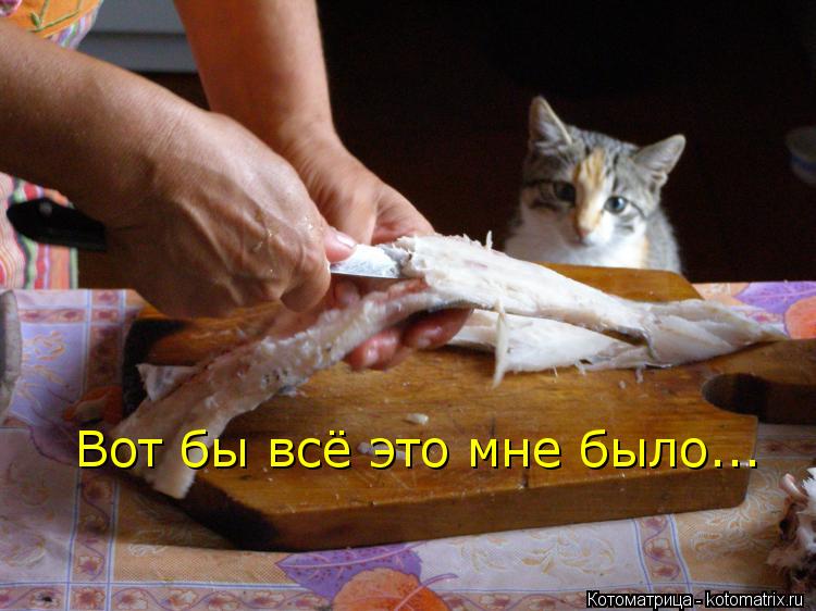 Вот бы всё это мне было...... Котоматрица: Вот бы всё это мне было...