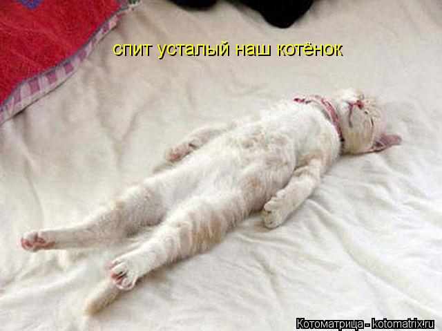 спит усталый наш котёнок... Котоматрица: спит усталый наш котёнок