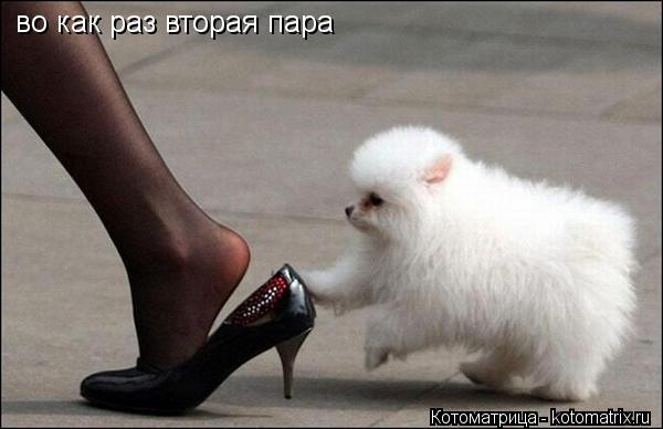 во как раз вторая пара во как раз вторая пара... Котоматрица: во как раз вторая пара во как раз вторая пара