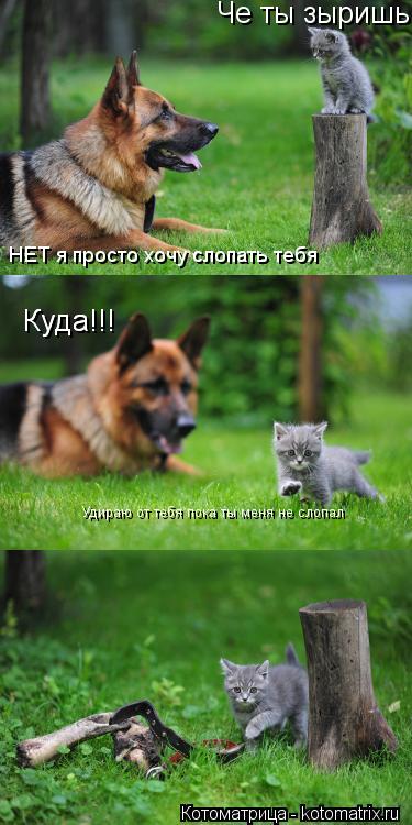Котоматрица: Че ты зыришь НЕТ я просто хочу слопать тебя Куда!!! Куда!!! Удираю от тебя пока ты меня не слопал