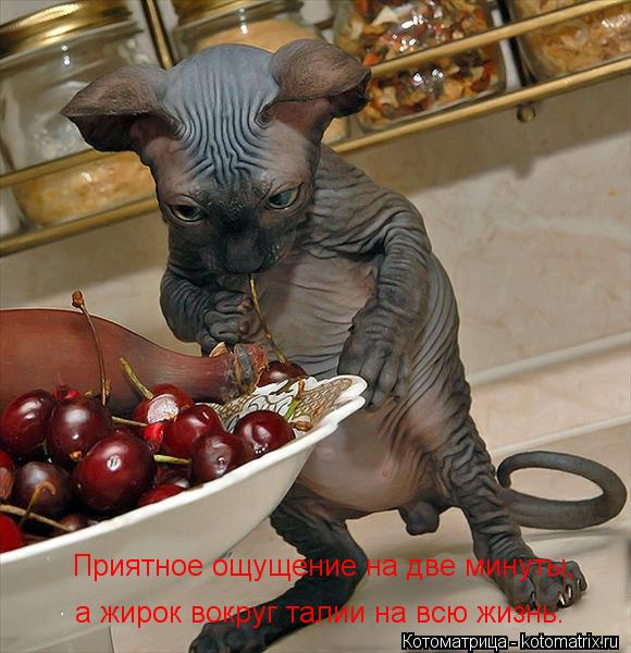 Котоматрица: Приятное ощущение на две минуты,  а жирок вокруг талии на всю жизнь.