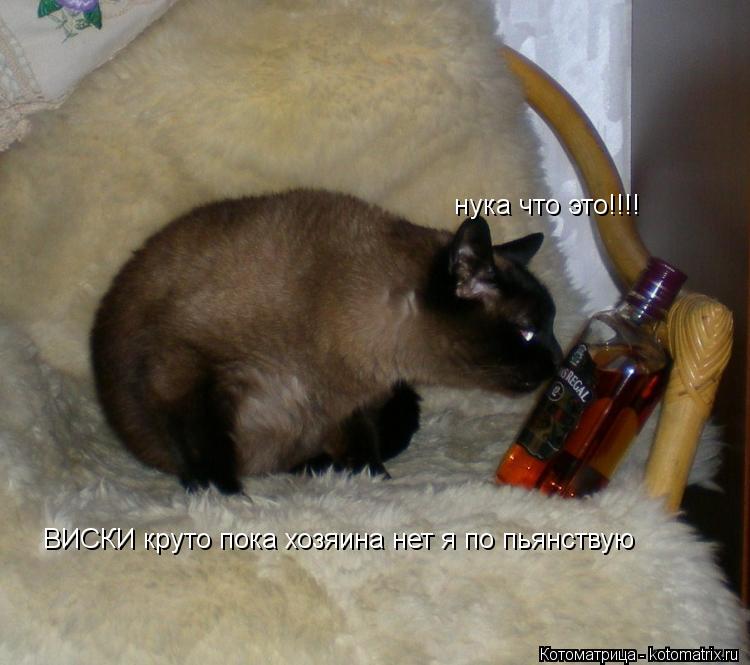 Котоматрица: нука что это!!!! ВИСКИ круто пока хозяина нет я по пьянствую