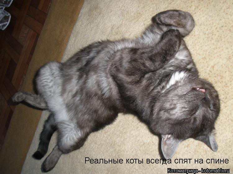 Реальные коты всегда спят на спине... Котоматрица: Реальные коты всегда спят на спине