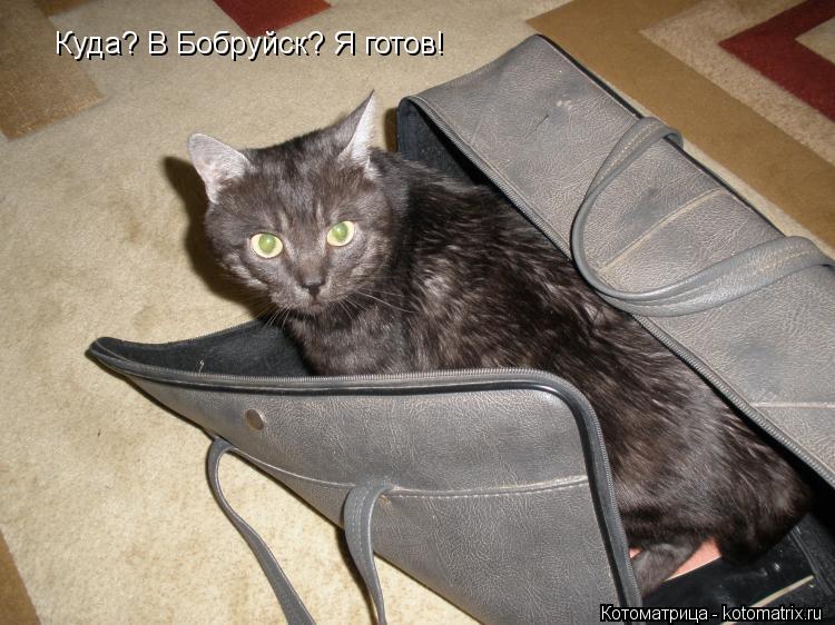 Куда? В Бобруйск? Я готов!... Котоматрица: Куда? В Бобруйск? Я готов!