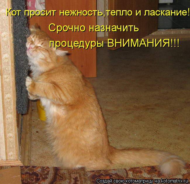 Котоматрица: Срочно назначить  процедуры ВНИМАНИЯ!!! Кот просит нежность,тепло и ласкание!