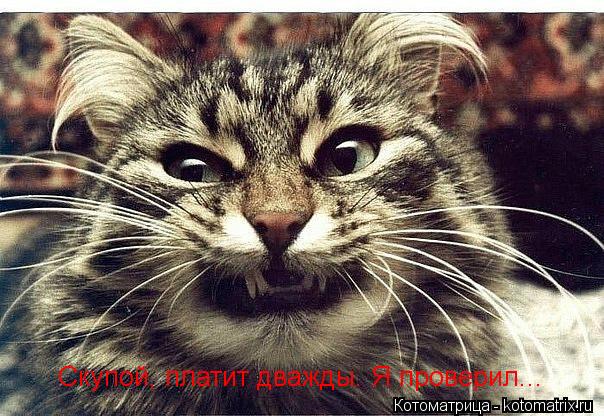 Котоматрица: Скупой, платит дважды. Я проверил...