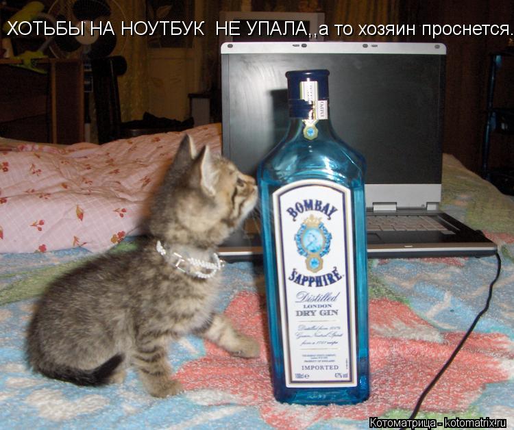 ХОТЬБЫ НА НОУТБУК НЕ УПАЛА,,а то хозяин проснется.... Котоматрица: ХОТЬБЫ НА НОУТБУК НЕ УПАЛА,,а то хозяин проснется.
