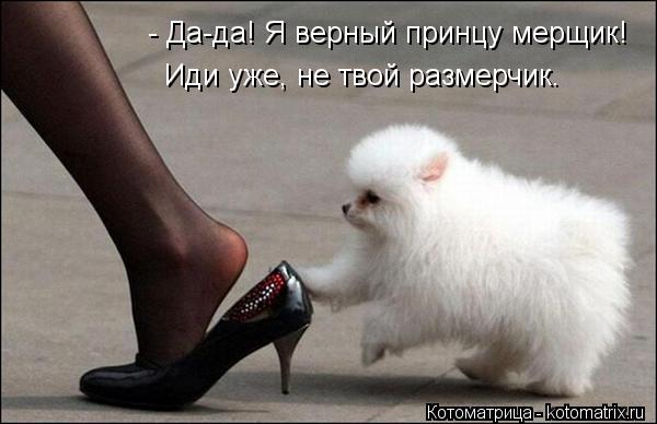 - Да-да! Я верный принцу мерщик! Иди уже, не твой размерчик.... Котоматрица: - Да-да! Я верный принцу мерщик! Иди уже, не твой размерчик.