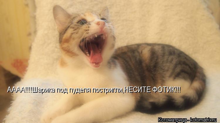 АААА!!!!Шарика под пуделя постригли,НЕСИТЕ ФОТИК!!!... Котоматрица: АААА!!!!Шарика под пуделя постригли,НЕСИТЕ ФОТИК!!!