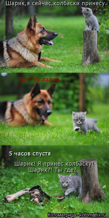 Котоматрица: Шарик,я сейчас,колбаски принесу. Ты?! Ну ладно. 5 часов спустя Шарик! Я принес колбаску! Шарик?! Ты где?