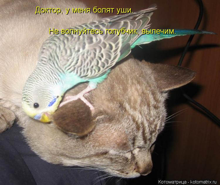 Доктор, у меня болят уши. Не волнуйтесь голубчик, вылечим.... Котоматрица: Доктор, у меня болят уши. Не волнуйтесь голубчик, вылечим.
