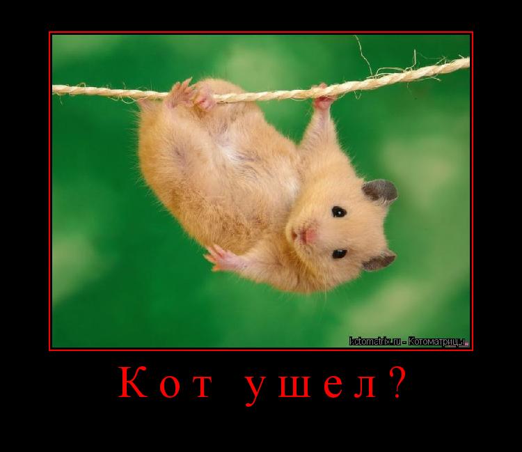 Кот ушел? ... Котоматрица: Кот ушел?