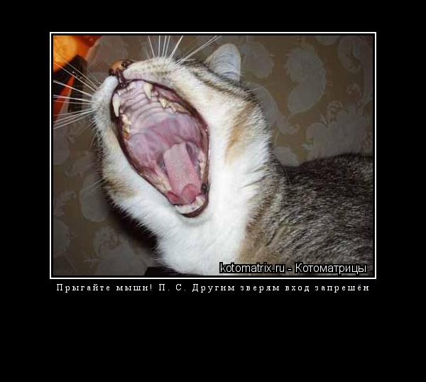 Прыгайте мыши! П. С. Другим зверям вход запрешён ... Котоматрица: Прыгайте мыши! П. С. Другим зверям вход запрешён