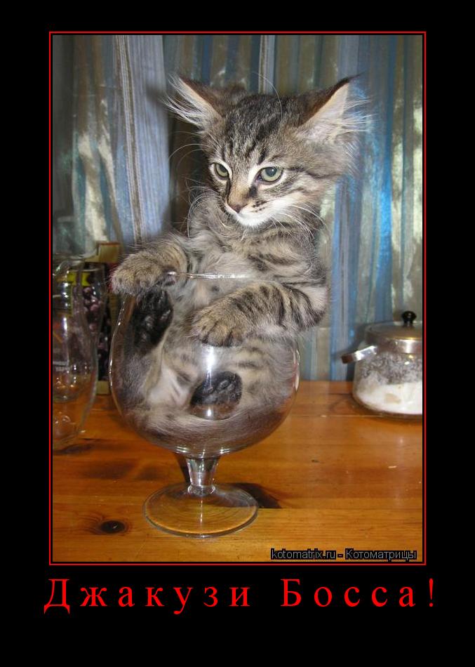 Джакузи Босса! ... Котоматрица: Джакузи Босса!