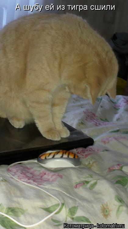 Котоматрица: А шубу ей из тигра сшили