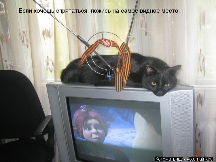Котоматрица: Если хочешь спрятаться, ложись на самое видное место.