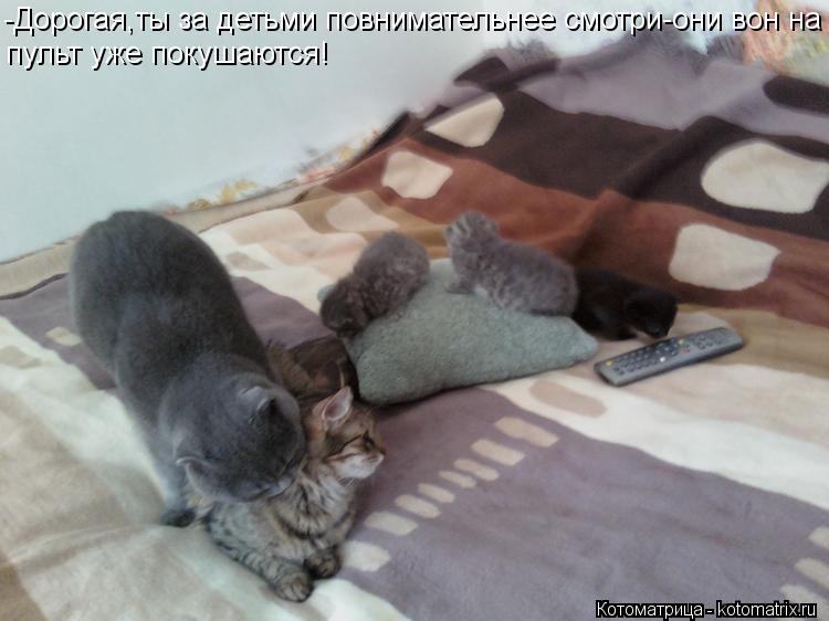Котоматрица: -Дорогая,ты за детьми повнимательнее смотри-они вон на пульт уже покушаются!