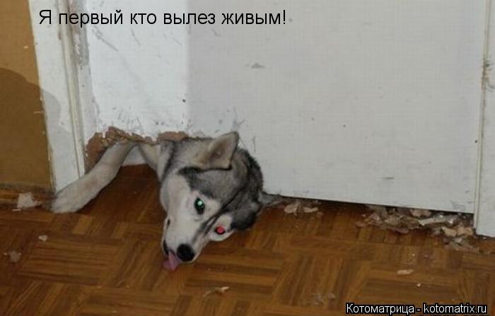 Я первый кто вылез живым!... Котоматрица: Я первый кто вылез живым!